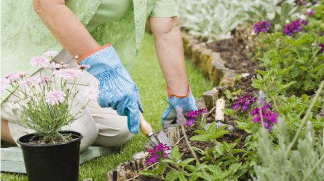 Cuidados com Jardim